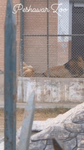 Peshawar Zoo | Peshawar News