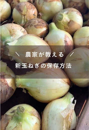 新玉ねぎの保存方法：長持ちさせるコツ