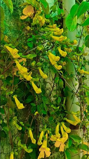 Finally my Cat's Claw Creeper/Vine ready for Flowering #terracegarden#plants #care#tips#ytshorts #