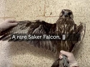 Endangered Saker Falcon found shot dead in Gozo, BirdLife Malta says - The Malta Independent