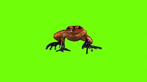 Download Frog Walk Green Screen for free