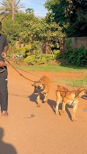 Don't Hate Be Motivated | Prodigy K9's