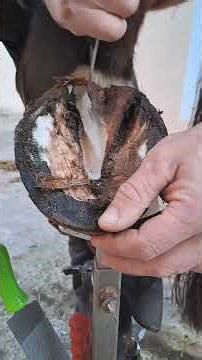 Satisfying Hoof Trimming #shorts #hooftrimming #satisfying #hoofcare #horseshoeing #thefarrierlife