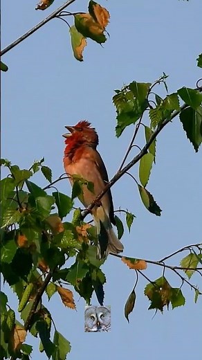 Common rosefinch song Rosenfink sang Karmingimpel Roodmus Carpodacus erythrinus #shorts