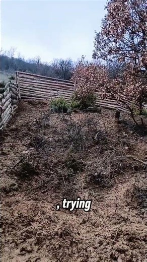 The wild boar continues to evade the three hunting dogs that are chasing it relentlessly #huntingdog