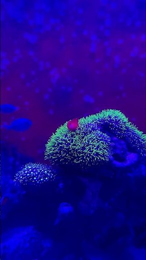 Yellow clown goby perched on Green Star Polyp coral 🪸 #coral #GSP #reef #reeftank #aquarium #fish