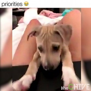 148K views · 2K reactions | OMG too cute | theCHIVE | Facebook