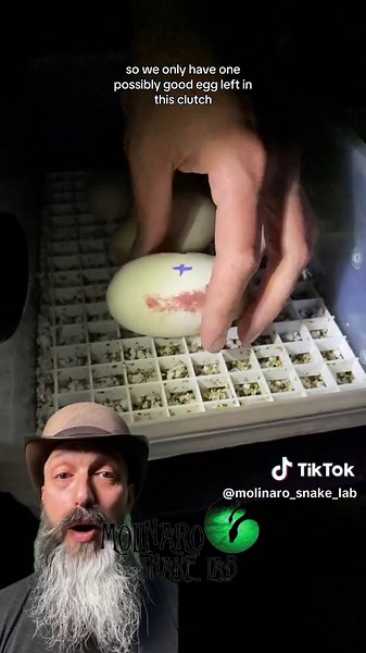 Understanding Snake Breeding: When to Give Your Female Snake a Break