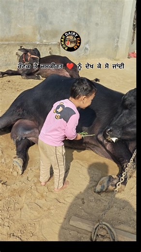 Ronak Dairy Farm on Instagram: "ਪੱਕੇ ਆੜੀ #viral #short #ronakdairyfarm #treding"