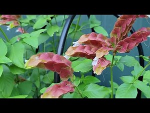 The Shrimp Plant - a drought tolerant tropical must have
