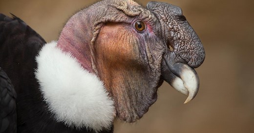 Quels sont les animaux capables de se reproduire seuls ?