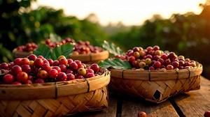 Harvested Coffee Cherries in Woven Baskets at a Coffee Plantation in Java