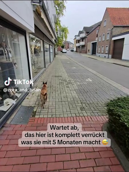 Freilauf-Training mit Zora: 100% Kontrolle ohne Leine