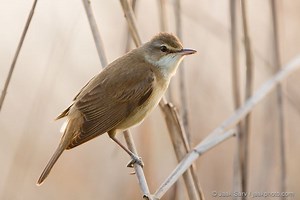 Great reed warbler - Alchetron, The Free Social Encyclopedia