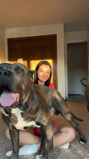 61K views · 354 reactions | subscribe for more posts of me, diesel, and our life 﫶 Await command for big dogs is so important and practicing these commands while you play, and in “fun” environments really enforces the “wait” command, which can be useful in multiple situations! | BGK Diesel | Facebook