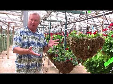 Plant Physiology for Growers, Part 5: The Importance of Iron