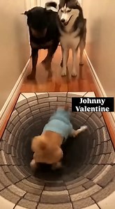 3.5M views · 27K reactions | Small dog ‘I’ll go first | Johnny Valentine | Facebook