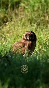 44 reactions · 3 comments | Amid the calm reeds of Merja Zerga Lagoon, the rare Cape Owl watched me in silence, as if weighing every move and every click of the camera that tried to steal a moment from its stillness. #hassan_eljardi_2025 #owl #0wlgrp #birds #wildlifephotography #owllover #natgeo #owlsofinstagram | Hassan Eljardi | Facebook