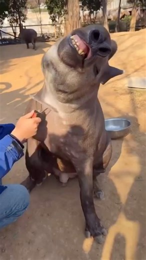 The Animal That Plants Forests #youtubeshorts #trendingshorts #shortvideo