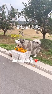 For all dog lovers #highlights | Helen Camasura