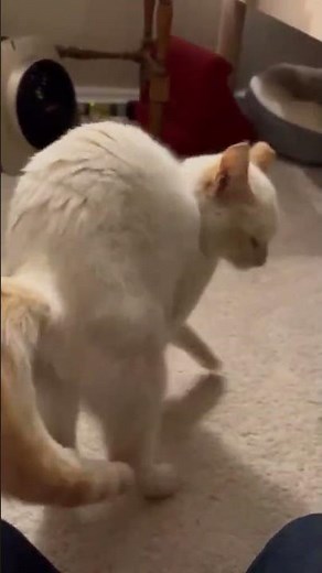 Flame Point Siamese Maraschino Available for Adoption #kittenrescue #adoptstrays #cat #siamese