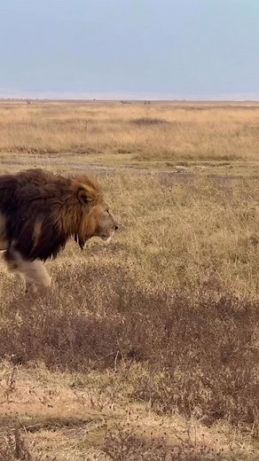 AFRICAN PASSION ADVENTURES on Instagram: "Treat your family to the ultimate Tanzania safari and beach escape! This adventure takes you through four of northern Tanzania’s top national parks, Tarangire, Lake Manyara, Serengeti , and Ngorongoro Crater—offering some of the best wildlife experiences in Africa. After the thrill of safari, unwind with four nights in Zanzibar, surrounded by white sands and the calming sea breeze. The package is fully inclusive, covering everything from start to finish.