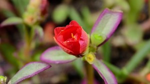 Red, Flower, Summer. Free Stock Video