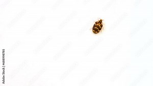 Isolated on white background the small varied carpet beetle, Anthrenus verbasci. Home and storage pest. The larva of this beetle is a pest of clothes