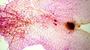 Slice Fern Prothallus Under Microscope Fern Stock Footage Video (100% Royalty-free) 8895682 | Shutterstock