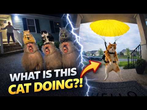 The Day Cats Took Over My Front Porch 😱…