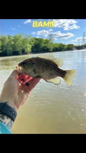 Rock Bass: The Fish Everyone Catches… But Nobody Knows