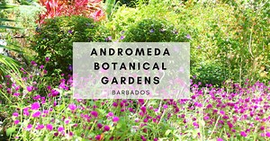 Barbados Sightseeing: Andromeda Botanical Gardens