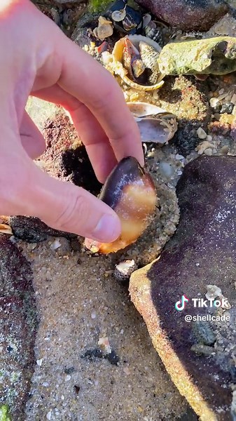 Whats under that rock? Episode 48! #fyp #seashells #viral #shellcade #whatsunderthatrock