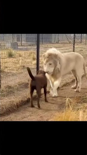 The Dogfather.. 😅