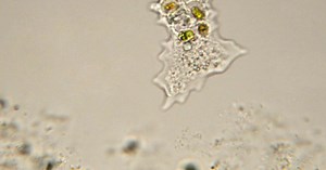 NOVA scienceNOW | Revealing the Origins of Life | Season 5 | Episode 5