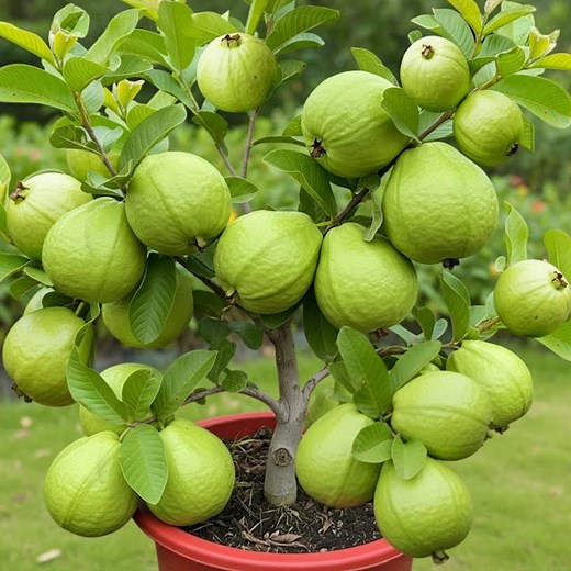 34K views · 284 reactions | How to grow guava tree from guava fruit get 100% fast fruit | Garden Tree | Facebook