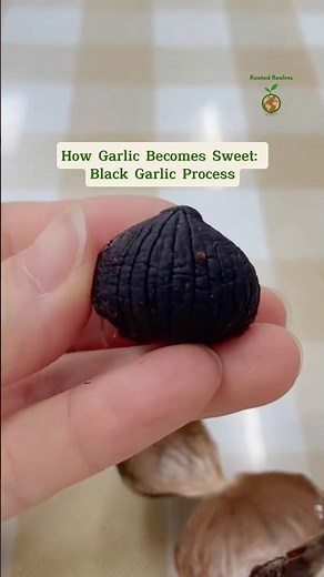 How Garlic Becomes Sweet: Black Garlic Process #blackgarlic