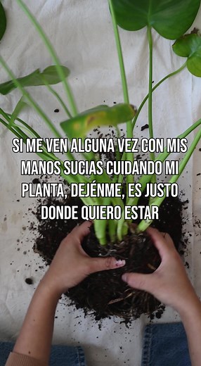 🍃A veces, la conexión con las plantas es nuestro rincón especial para encontrar paz 😌🍃 #plantasdecasa #calatheacollection #plantasdeinterior #plantas #chile