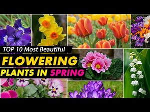 10 best spring-flowering plants for a colourful garden | What plants blossom in spring