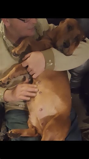 2.8K views · 97 reactions | Daddy snuggling Ruby Roux and rubbing her baby bump凉❤️ | Hounds Hollow Farms and Bassets | Facebook