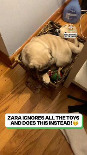 Soft > fun 😂🧺🐶 | Fluffy Animals