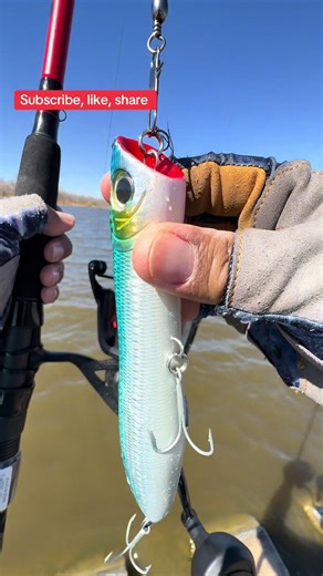 Casting a Penn Spinning Reel with a Topwater Lure