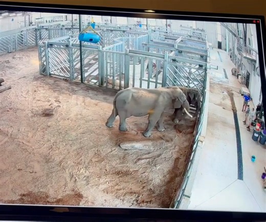 241K views · 2.7K reactions | In 2015, a Los Angeles resident named...