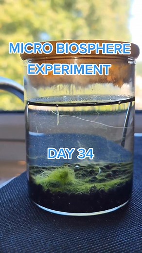 Micro Biosphere Experiment - Day 34