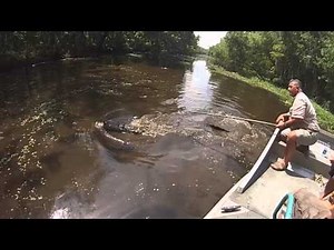 New Orleans Airboat Swamp Tour