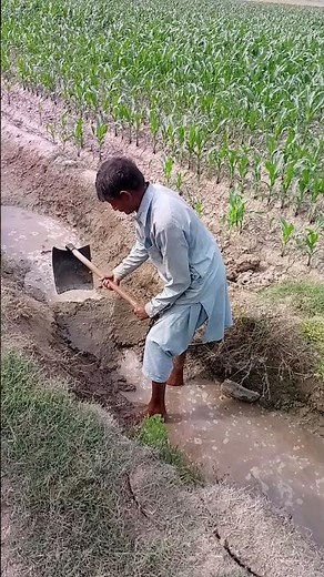 Farmer Irrigating Maize Crop and Controlling Water Flow
