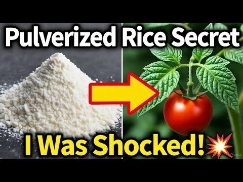I Fed My Plants Pulverized Rice & The Results Broke My Garden