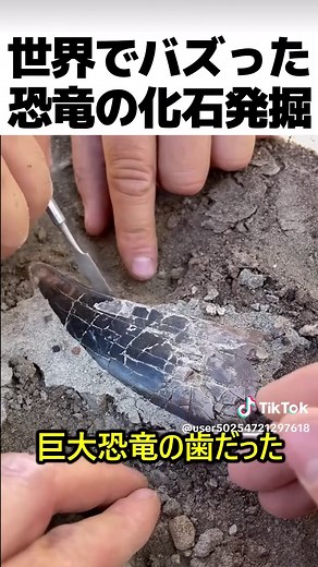 恐竜の化石の発掘方法 #Qs_oqGK_5m0
