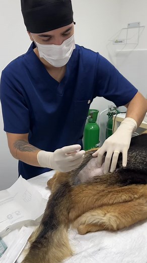 Anestesia peridural em cadela. #anesthesia #veterinaria #pets