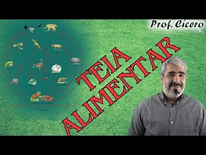 O que é Teia Alimentar